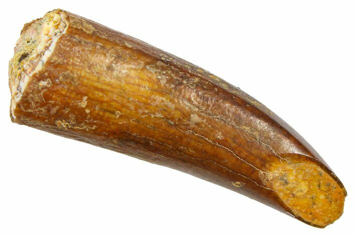 Fossil Sauropod Dinosaur (Titanosaur) Tooth - Morocco #369662